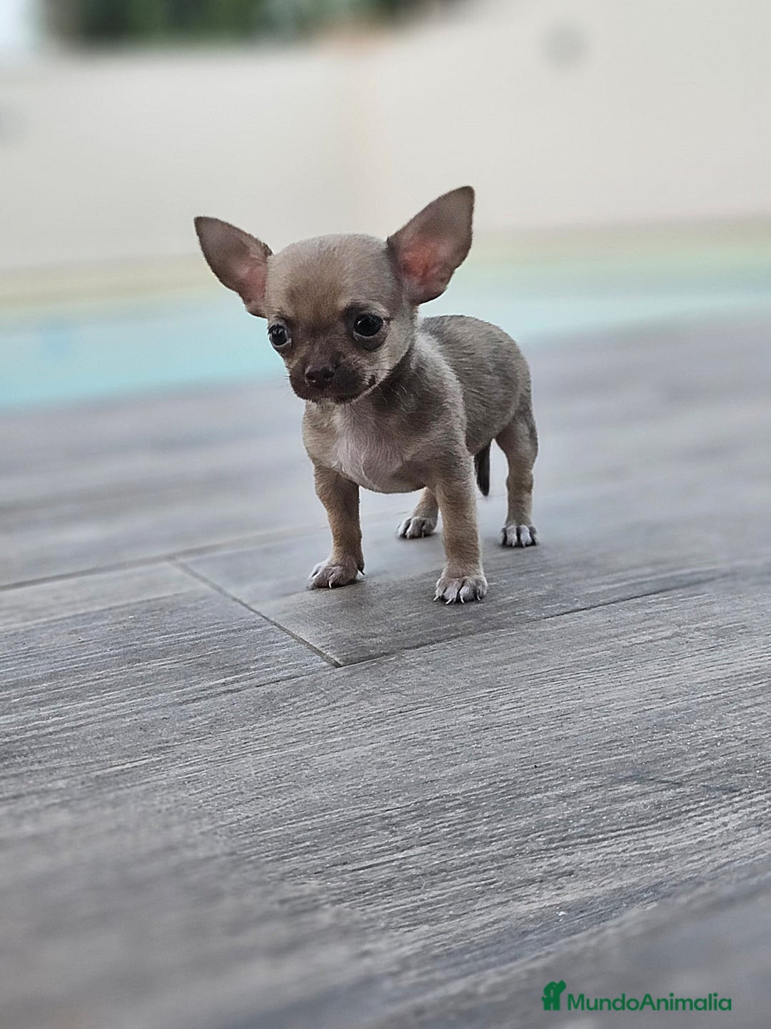 Chihuahua perros en venta: CHIHUAHUA MACHO - Imagen 2