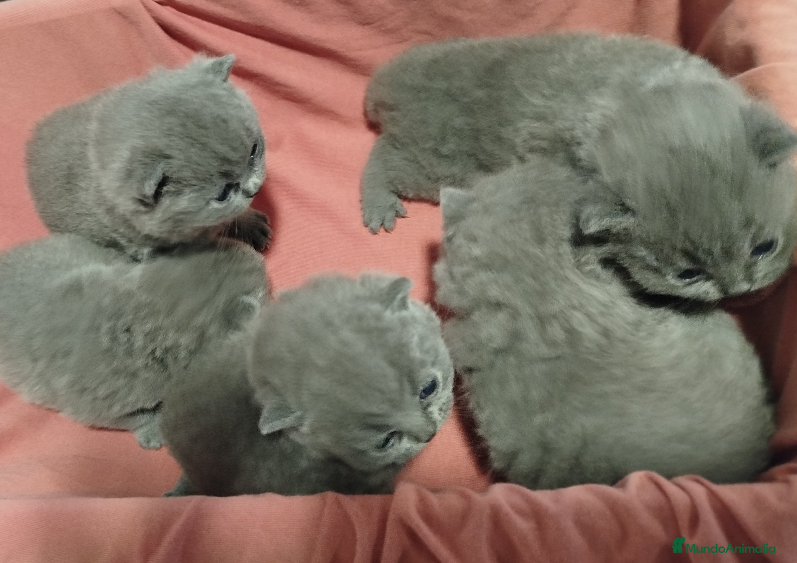 Británico de Pelo Corto Azul gatos British Shorthair azules  - Anuncio 6