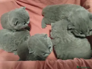 Británico de Pelo Corto Azul gatos British Shorthair azules - Anuncio 6