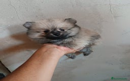 Pomerania perros en venta: MONERIAS DE HEMBRITAS POMERANIAS - Imagen 4