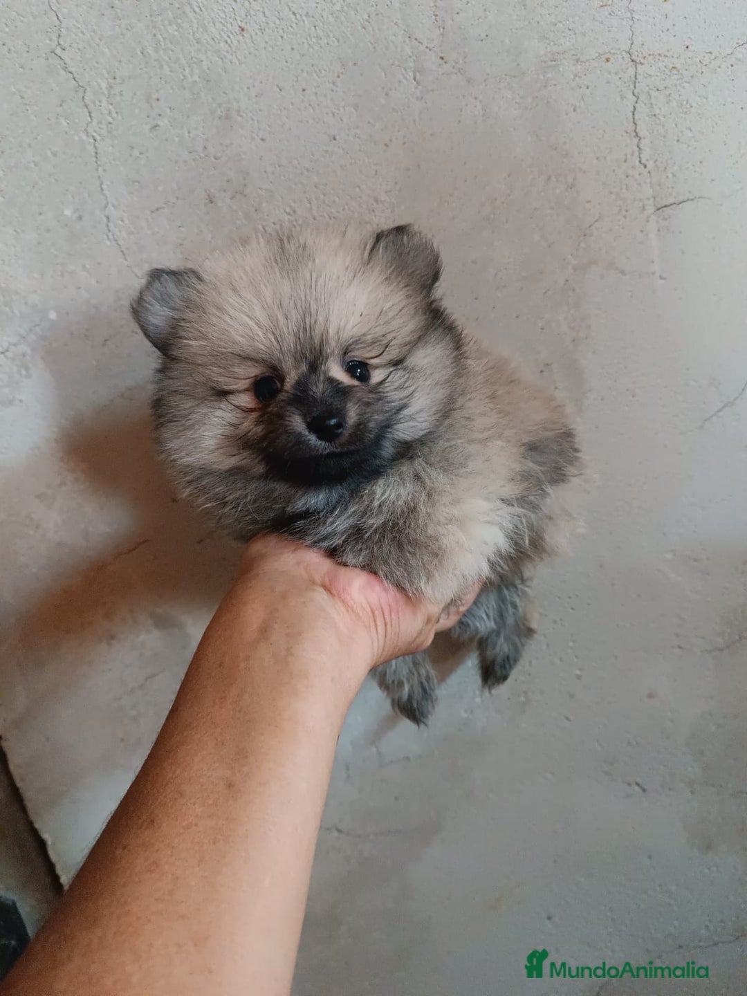 Pomerania perros en venta: MONERIAS DE HEMBRITAS POMERANIAS - Imagen 4