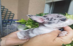 Chihuahua perros en venta: CHIHUAHUA HEMBRA MERLE - Imagen 6