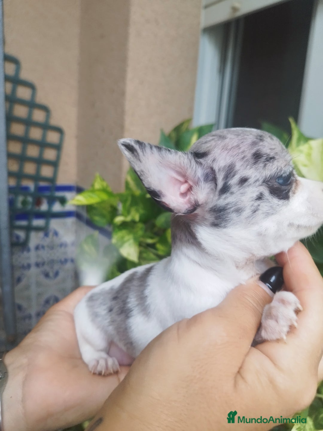 Chihuahua perros en venta: CHIHUAHUA HEMBRA MERLE - Imagen 6