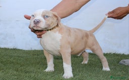 American Pit Bull Terrier perros en venta: American pitbull hembra de pitbull diamante unico  - Imagen 5