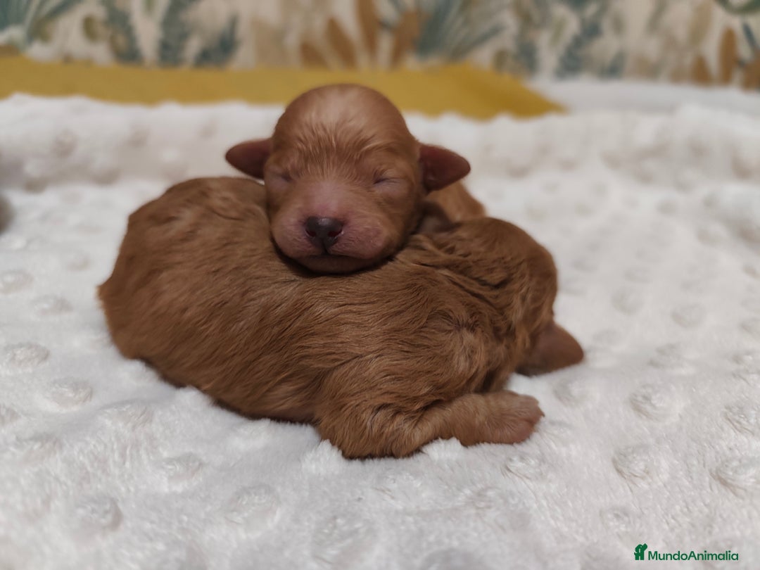 Caniche Toy perros en venta: Caniche toy - Anuncio 7