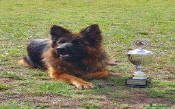 Pastor Alemán perros en venta: Pastor alemán pelo largo  - Anuncio 4