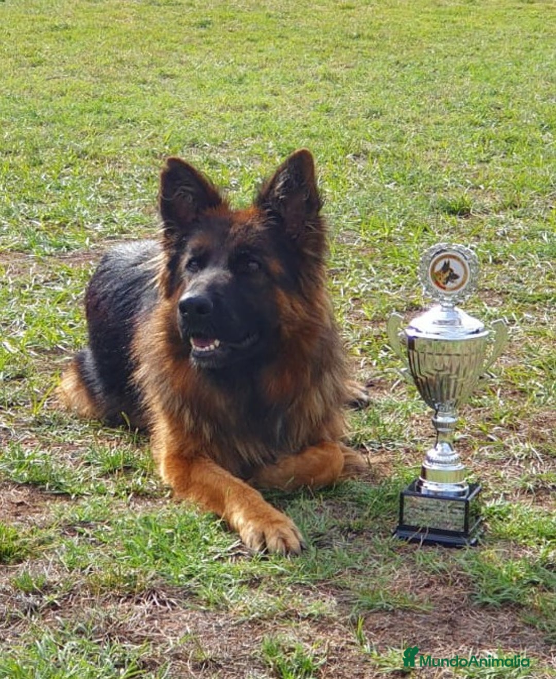 Pastor Alemán perros en venta: Pastor alemán pelo largo  - Anuncio 4