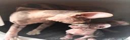 Sphynx gatos en venta: 😍🐾Nueva camada🐾😍 - Anuncio 2