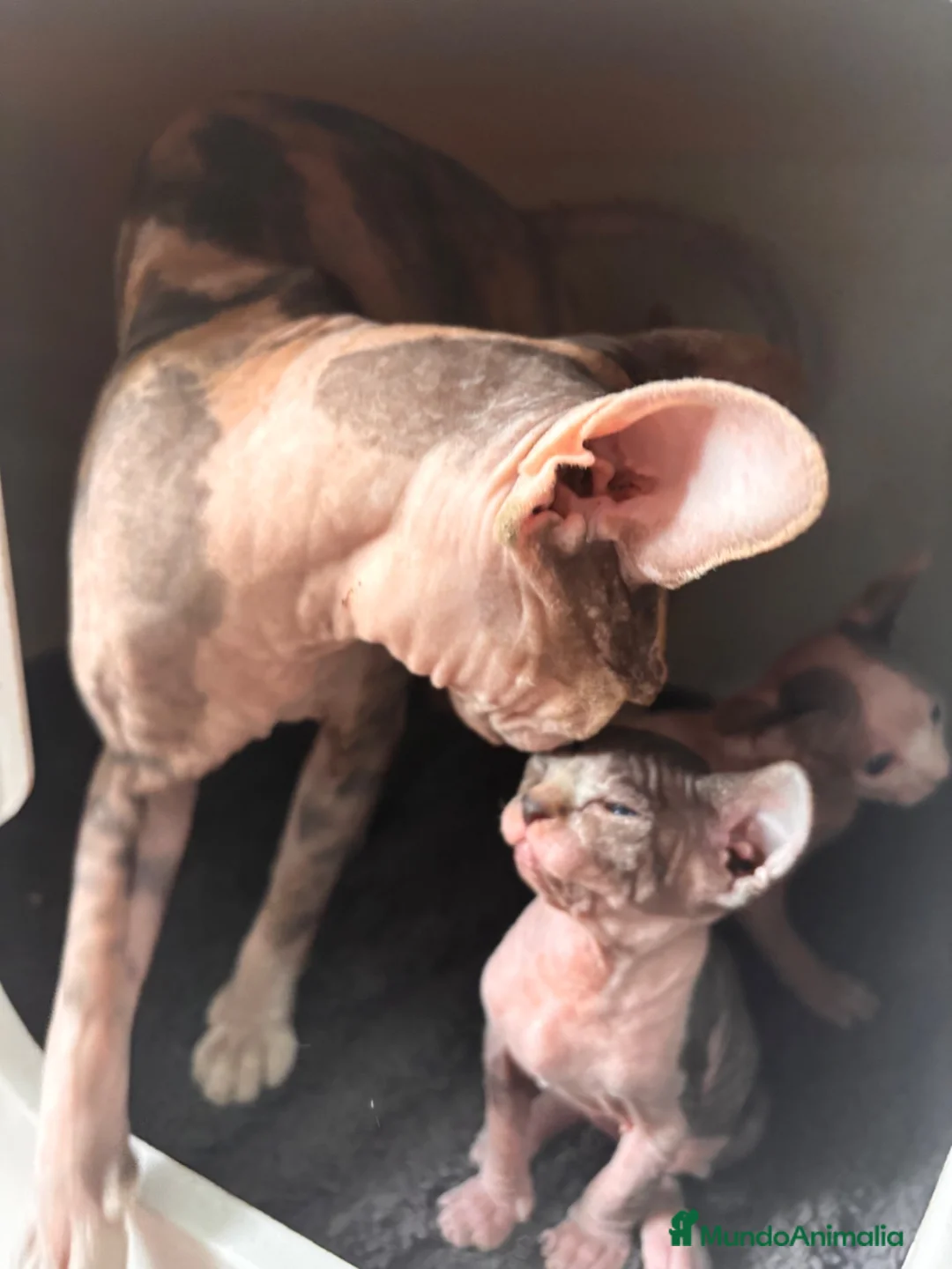 Sphynx gatos en venta: 😍🐾Nueva camada🐾😍 - Anuncio 2