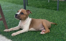 American Staffordshire-Terrier perros en venta: American Stanford  - Imagen 4