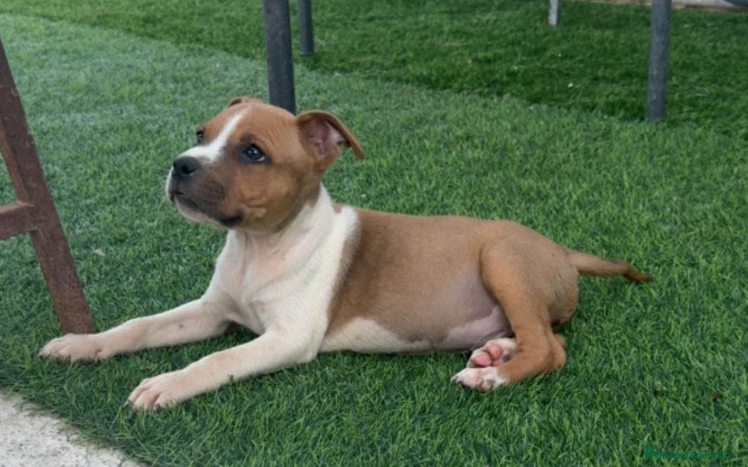American Staffordshire-Terrier perros en venta: American Stanford  - Imagen 4