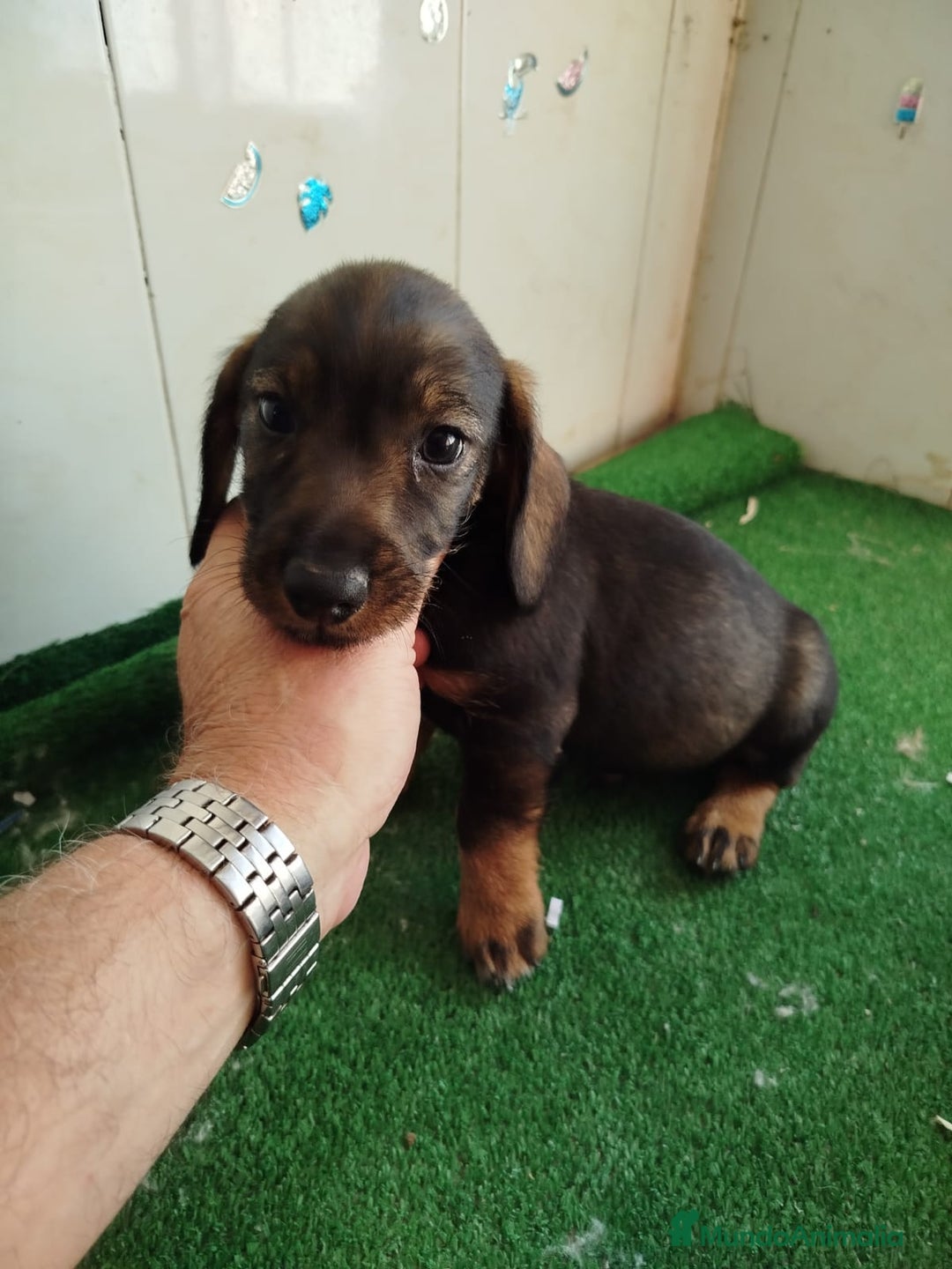 Teckel perros en venta: Teckel cachorros - Imagen 1