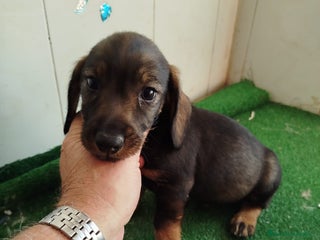 Teckel perros - Anuncio 1