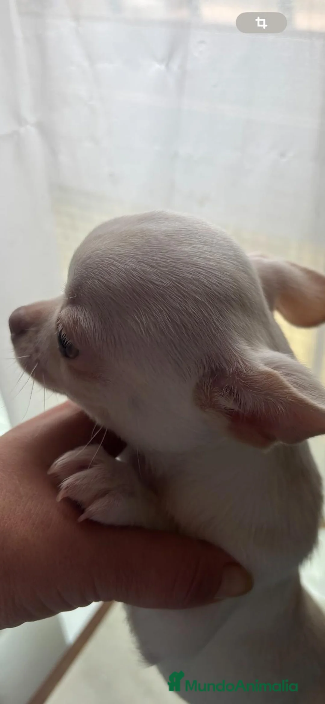 Chihuahua perros en venta: Preciosa hembra chihuahua toy blanca  - Anuncio 5