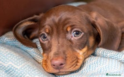 Teckel Miniatura perros en venta: TECKEL PUPPY  - Imagen 1