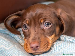 Teckel Miniatura perros TECKEL PUPPY - Anuncio 27