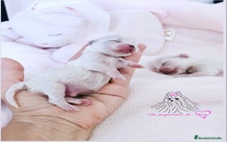 Bichón Maltés perros en venta: Bichon maltes coreano miniatura  - Imagen 4
