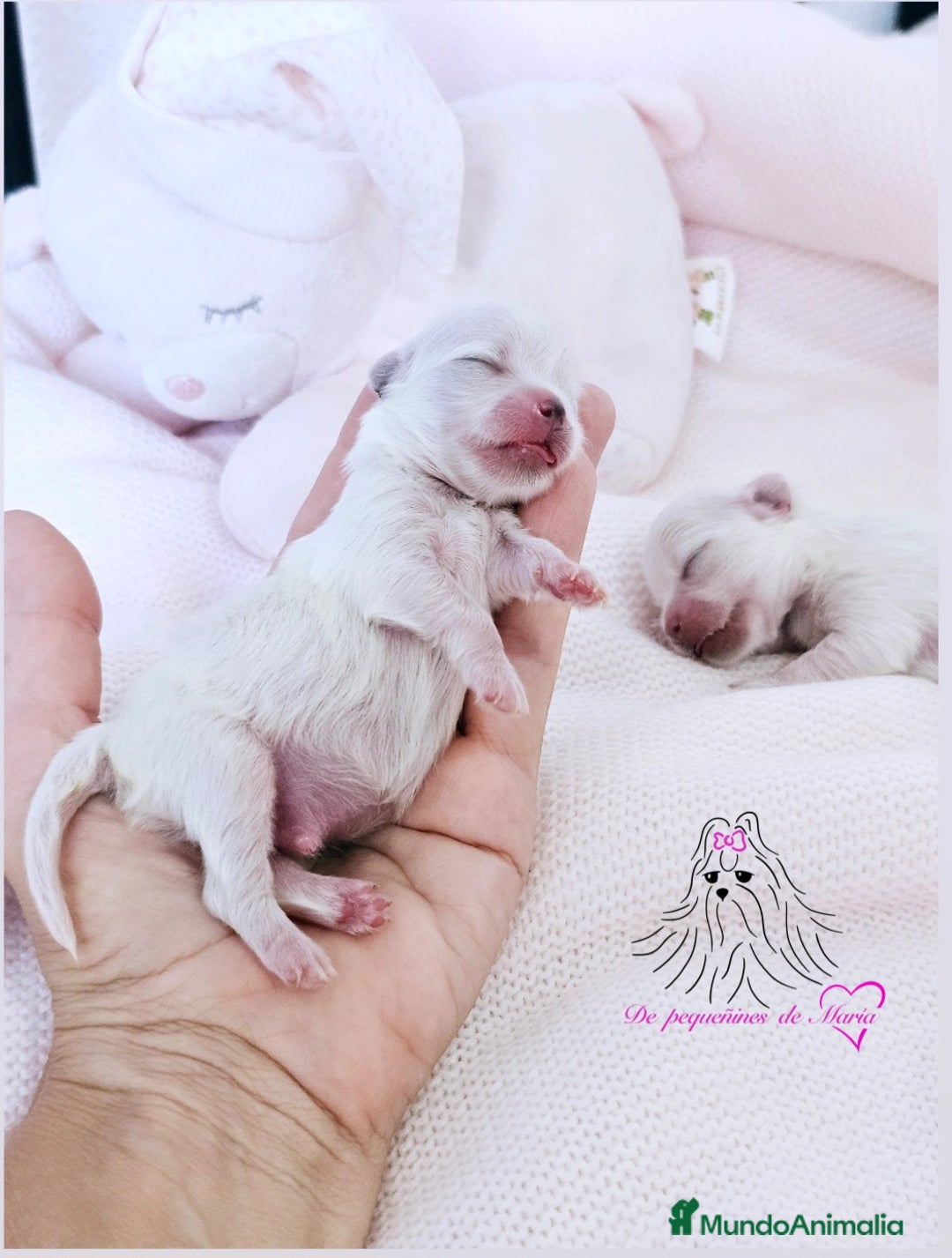 Bichón Maltés perros en venta: Bichon maltes coreano miniatura  - Imagen 4