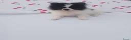 Pomerania perros en venta: Dos pomerania hembras - Anuncio 5