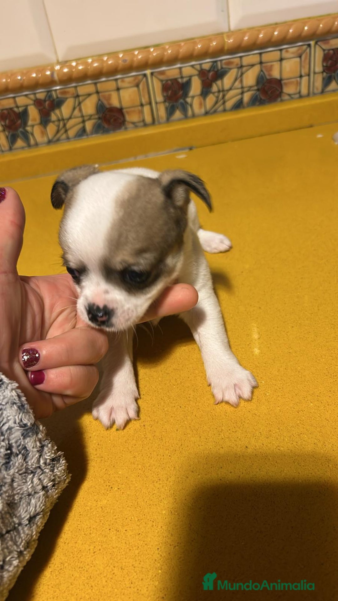 Chihuahua perros en venta: Chihuahuas toy - Anuncio 1