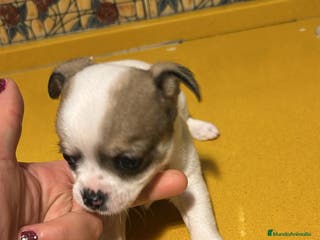 Chihuahua perros Chihuahuas toy - Anuncio 21