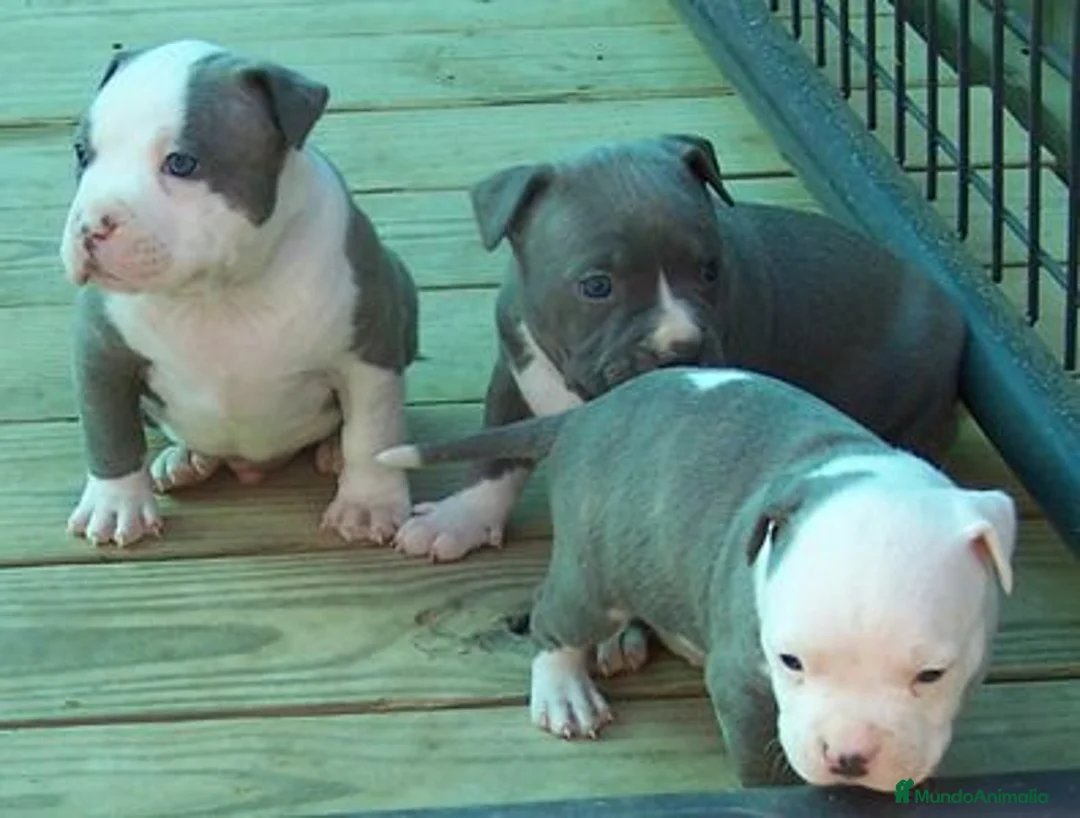 American Staffordshire-Terrier perros en venta: AMERICAN STAFFORD BLUE OJOS AZULES en Sevilla - Anuncio 5