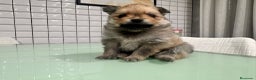 Pomerania perros en venta: Pomeranias toy desde 650€ varios colores  - Anuncio 14
