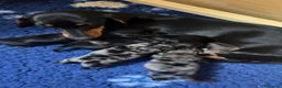 Teckel perros en venta: TECKEL NEGRO Y PLATA MERLE BEBE en Asturias - Anuncio 8