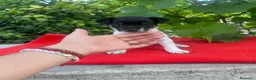 Raza Mixta perros en venta: PRECIOSOS EJEMPLARES (leer bien anuncio) - Anuncio 6