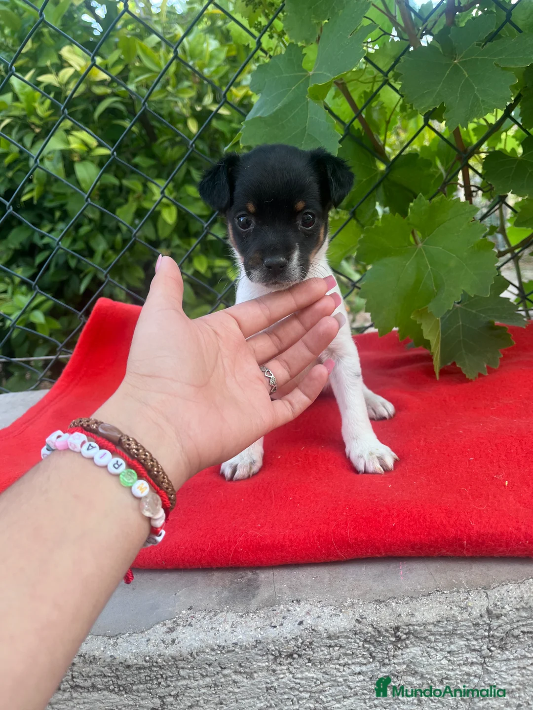 Raza Mixta perros en venta: PRECIOSOS EJEMPLARES (leer bien anuncio) - Anuncio 6