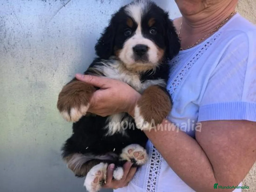 Imagen de galería {{count}}