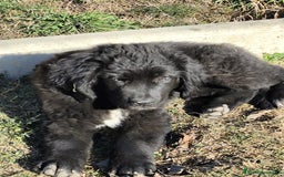 Terranova perros en venta: Terranova  - Imagen 1
