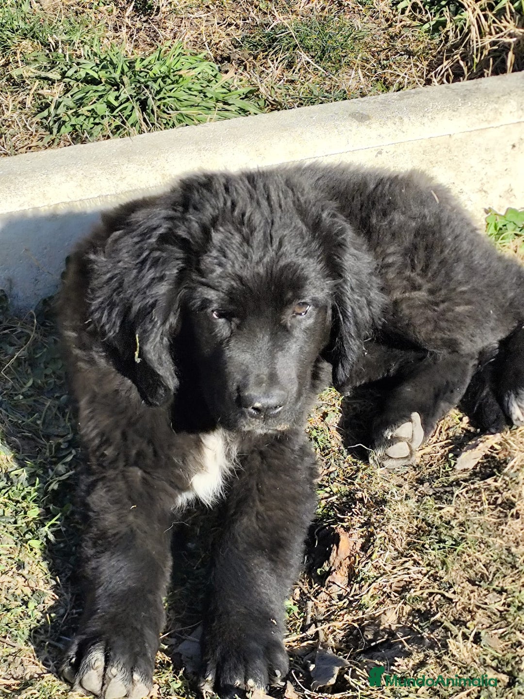 Terranova perros en venta: Terranova  - Imagen 1