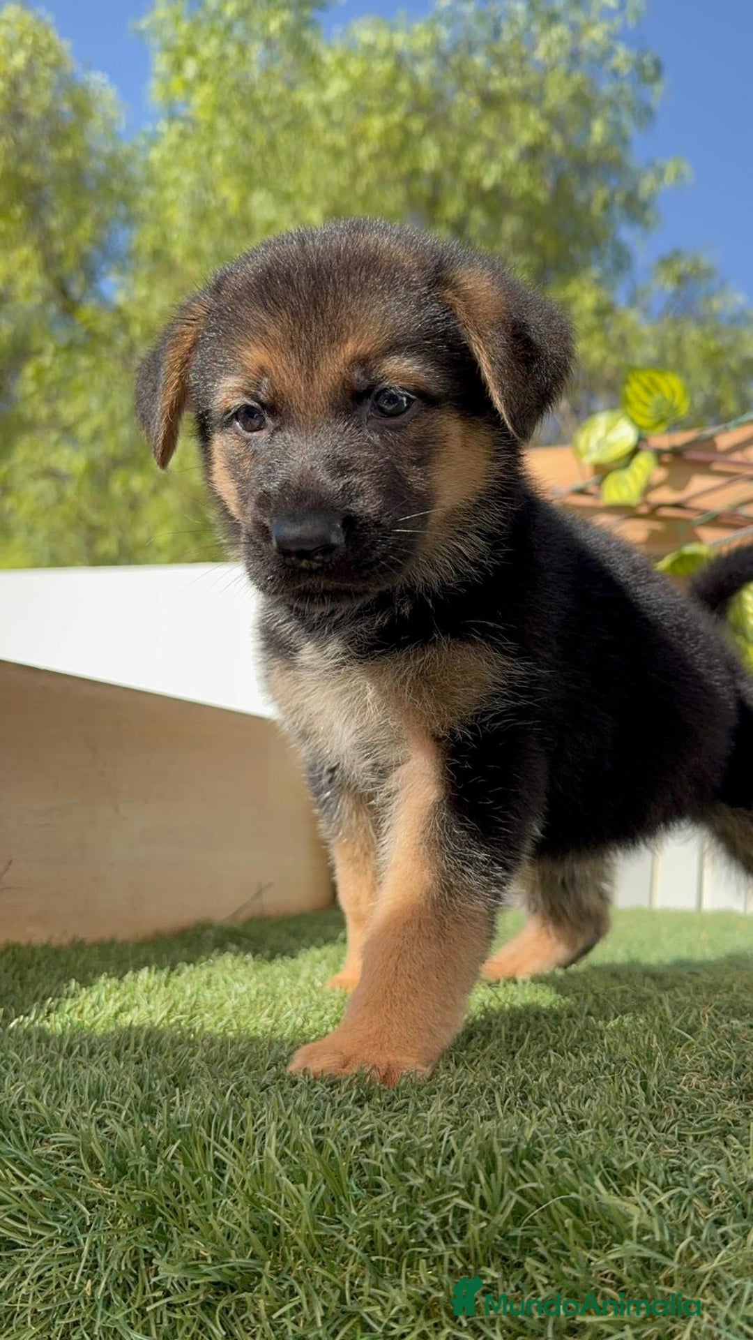 Pastor Alemán perros en venta: PASTOR ALEMAN - Imagen 8