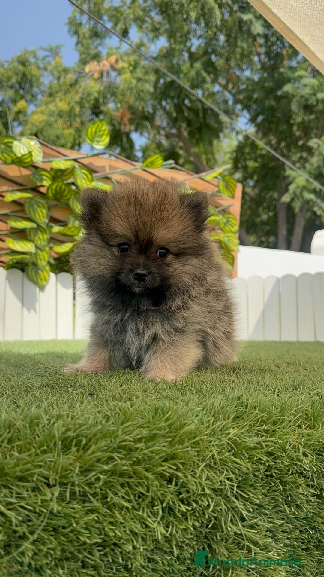 Pomerania perros en venta: POMERANIA HEMBRA COLOR SABLE - Imagen 5
