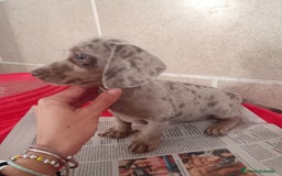 Teckel Miniatura perros en venta: CACHORROS DE TECKEL MINI  - Imagen 7