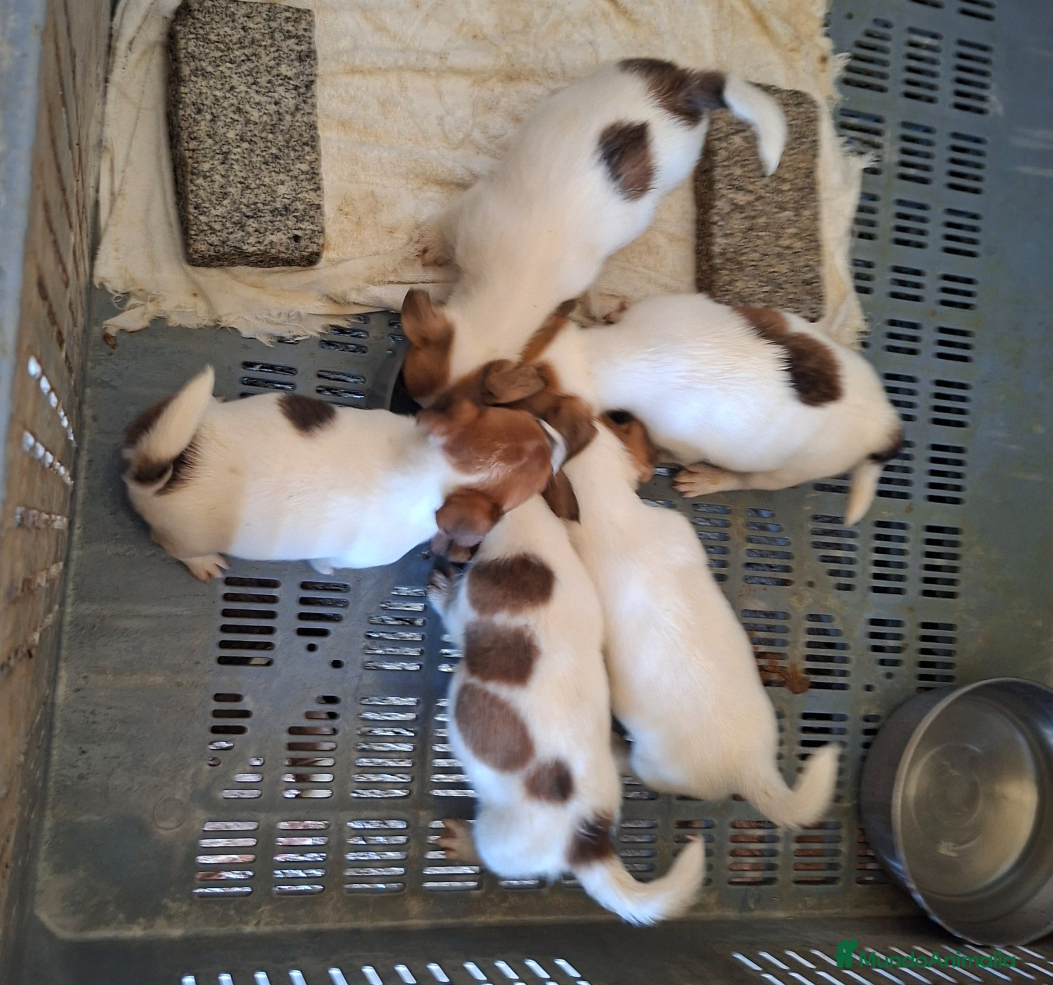 Jack Russell Terrier perros Jack Russell cachorros - Anuncio 1