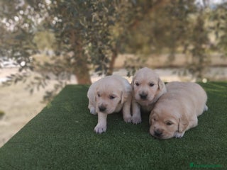 Golden Retriever perros - Anuncio 7