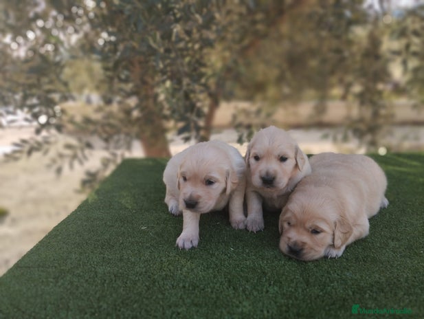 Golden Retriever perros - Anuncio 2