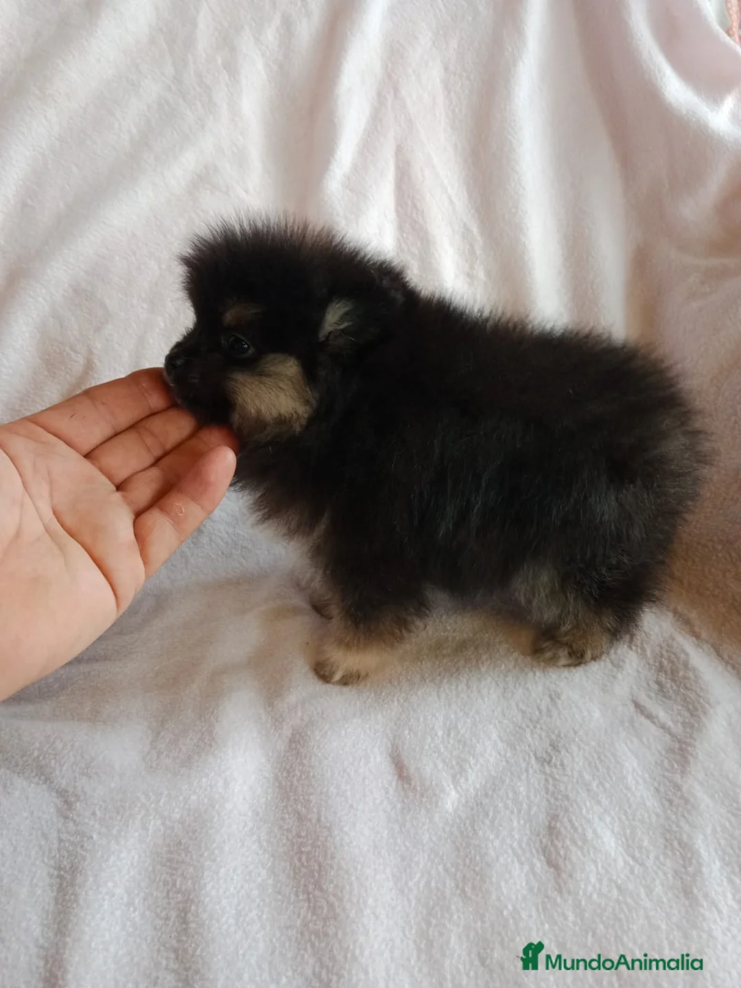 Pomerania perros en venta: Pomerania machos y hembras disponibles  en Granada - Anuncio 10