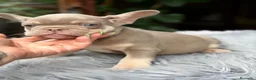 Bulldog Francés perros en venta: Bulldog francés ojos azules  - Anuncio 12
