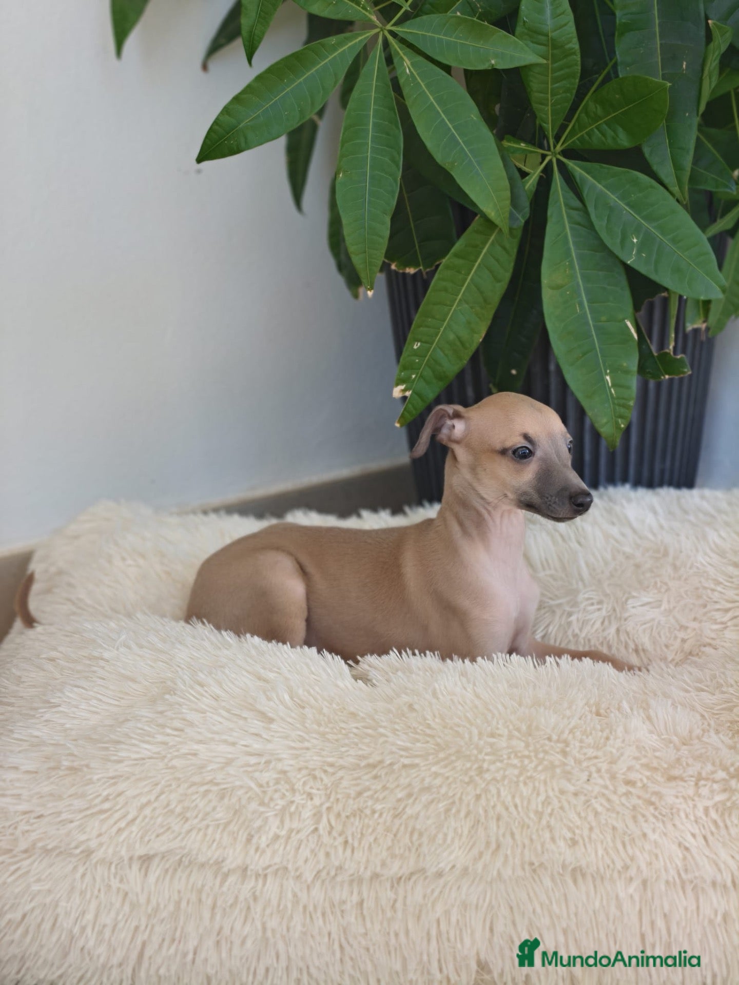 Pequeño Lebrel Italiano perros Piccolo lebrel italiano  - Anuncio 3