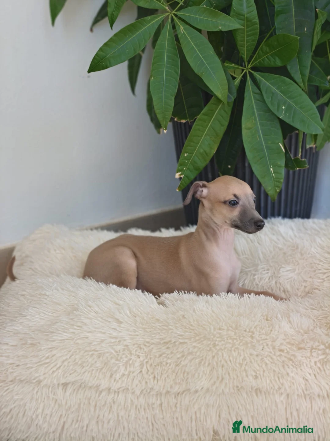 Pequeño Lebrel Italiano perros en venta: Piccolo lebrel italiano  - Anuncio 1