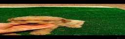 Caniche Toy perros en venta: Cachorros de caniche Toy Apricot - Anuncio 4