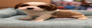 Cavalier King Charles Spaniel Cachorro 1