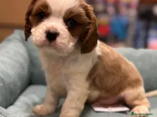 Cavalier King Charles Spaniel perros Cavalier en Barcelona - Anuncio 22