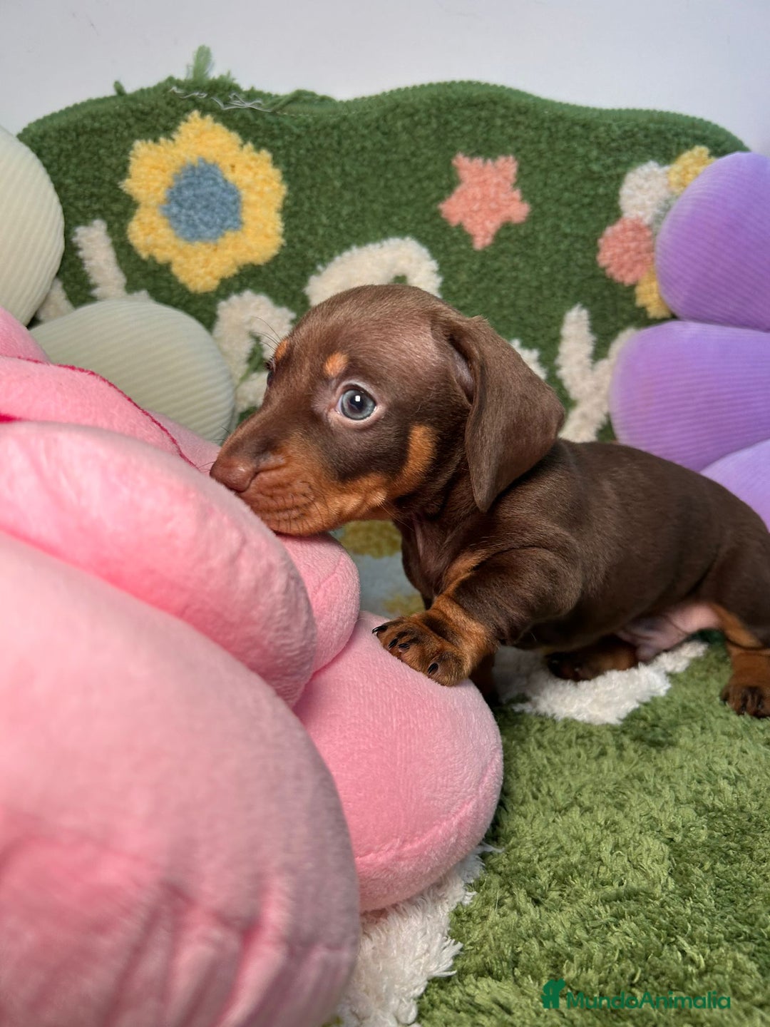Teckel perros en venta: Teckel Kaninchen Chocolate Macho en Madrid - Imagen 6