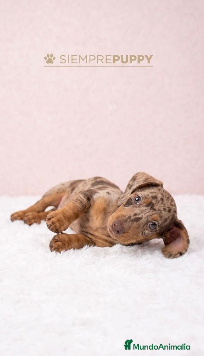 Teckel Miniatura perros TECKEL MINIATURA CHOCOLATE ARLEQUÍN  - Anuncio 2