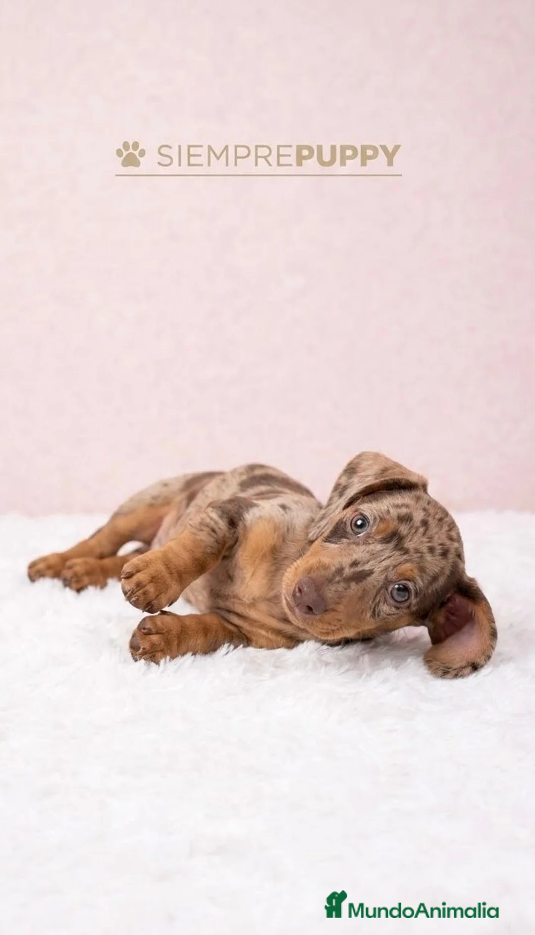 Teckel Miniatura perros en venta: TECKEL MINIATURA CHOCOLATE ARLEQUÍN  - Anuncio 1