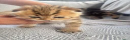 Británico de Pelo Corto gatos en venta: Gatos brithish  - Anuncio 3